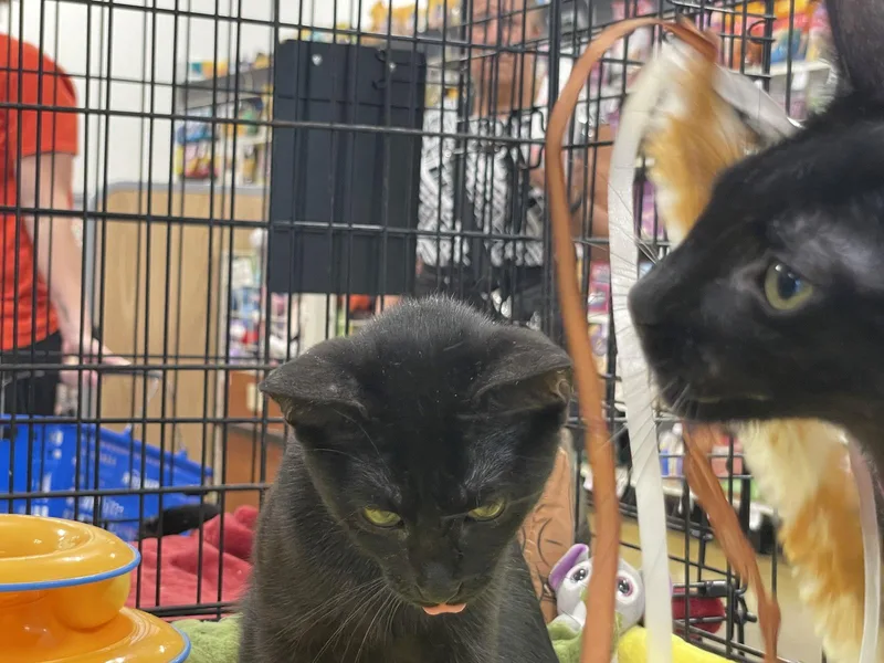 A young medium-sized female Black Domestic Short Hair cat named Momo for adoption in Pompano Beach, FL