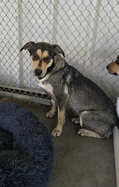 An adult large-sized female German Shepherd Dog dog named Ethel for adoption in Conroe, TX