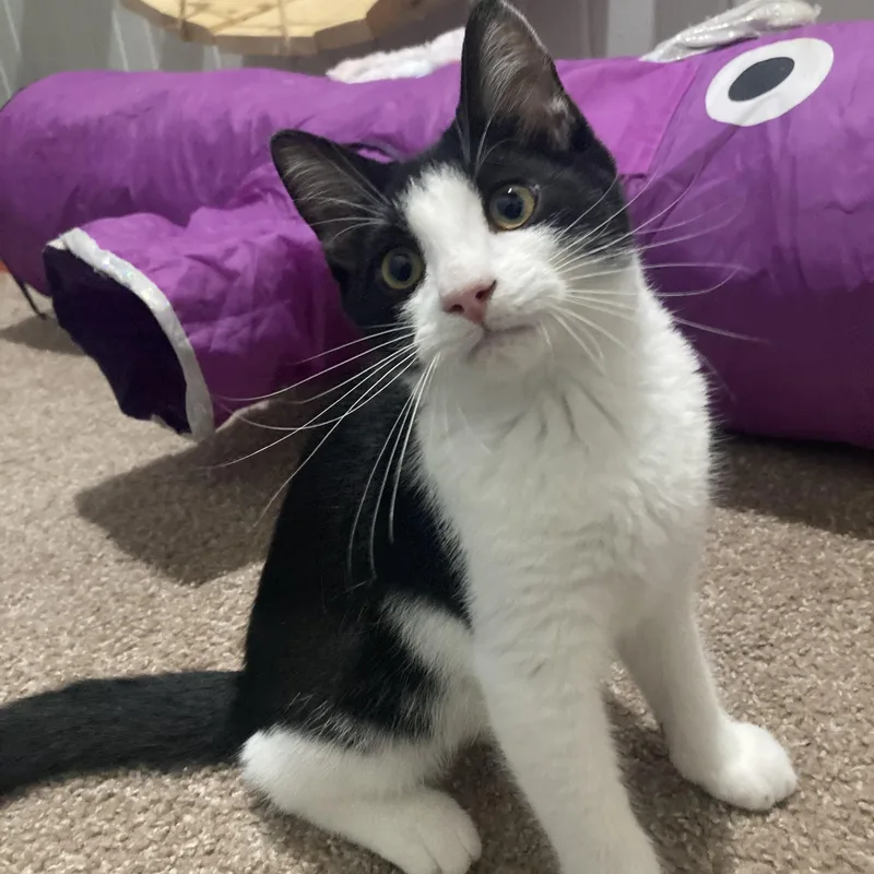 A baby medium-sized male Black & White / Tuxedo Domestic Short Hair cat named Home Fry for adoption in Washington, PA