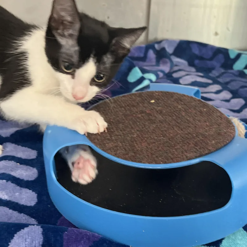 A baby medium-sized female Black & White / Tuxedo Domestic Short Hair cat named Marcella for adoption in Norwalk, CT