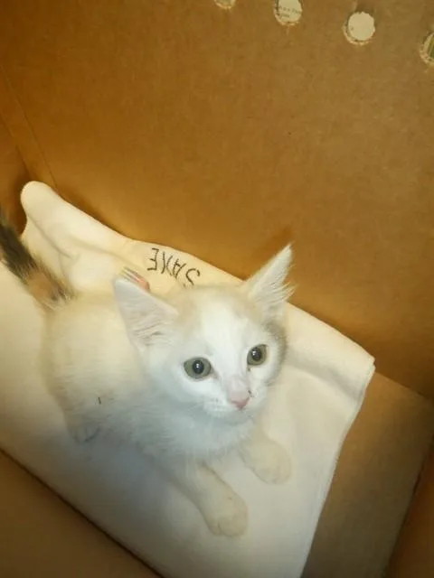A baby small-sized female Domestic Short Hair cat named Yuki for adoption in San Jose, CA