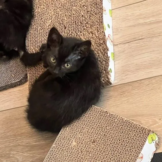 A baby medium-sized female Domestic Short Hair cat named Eury for adoption in Lincoln, CA