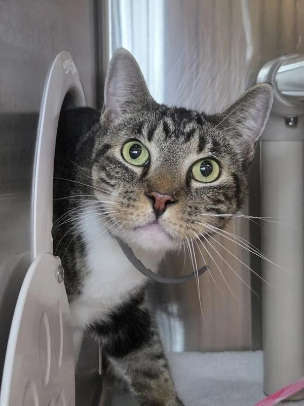 An adult medium-sized male Domestic Short Hair cat named Arlo for adoption in Millersville, MD
