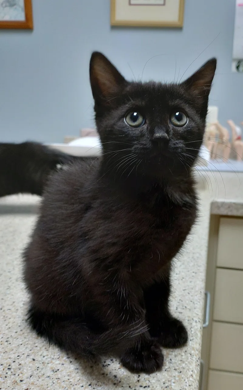 A young medium-sized female Black Domestic Long Hair cat named Jelly for adoption in Baltimore, MD