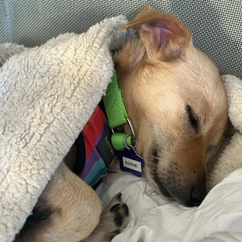 An adult small-sized female Yellow / Tan / Blond / Fawn Terrier dog named Susie for adoption in San Francisco, CA