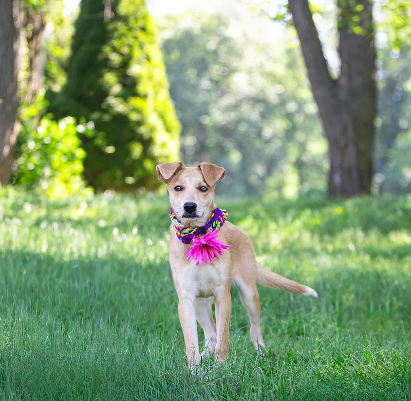 A young medium-sized female Shepherd dog named Molly for adoption in Coatesville, PA