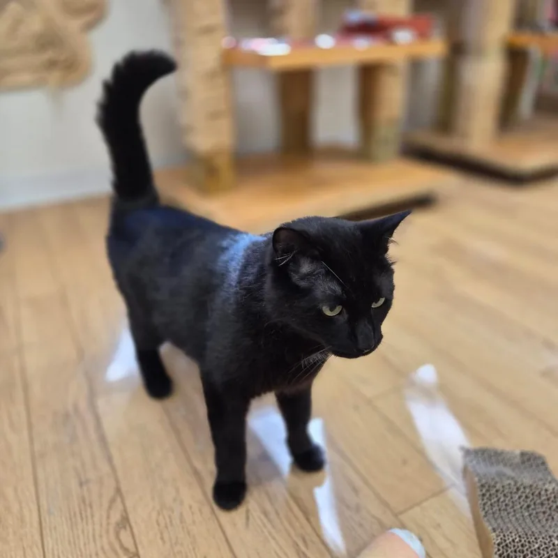 An adult medium-sized male Black Domestic Short Hair cat named Binx for adoption in Woodstock, IL