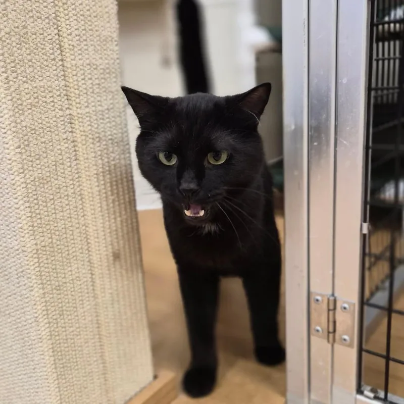 Binx thumbnail 2