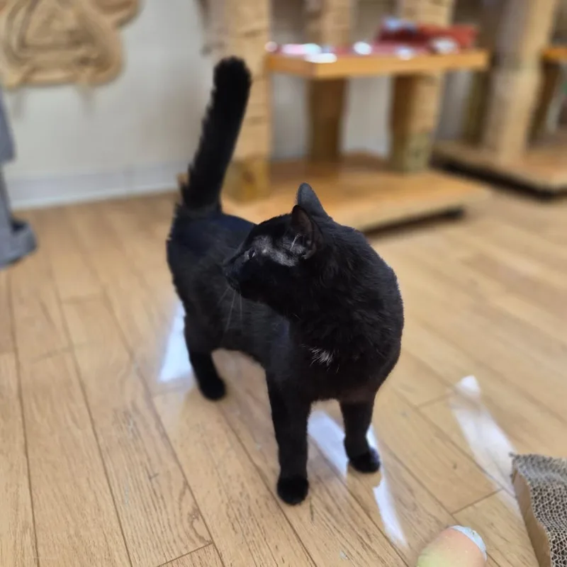Binx thumbnail 3