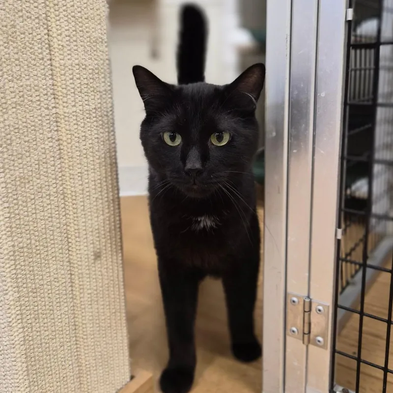 Binx thumbnail 4