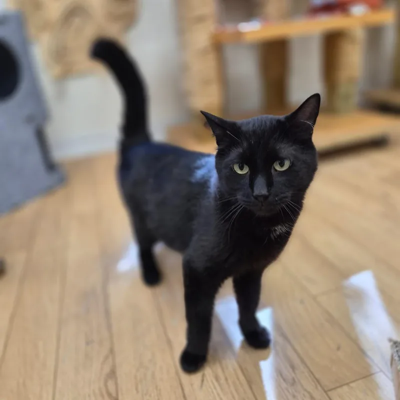 Binx thumbnail 5