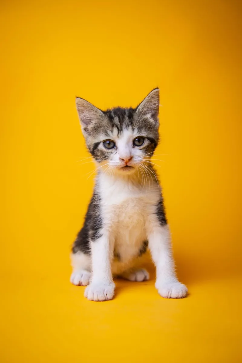 A baby large-sized male Domestic Short Hair cat named Russet for adoption in Port Deposit, MD