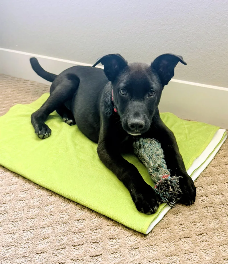 A young medium-sized male Black Labrador Retriever dog named Ben for adoption in Evergreen, CO