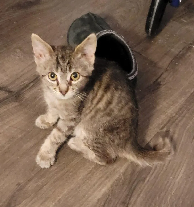 A baby small-sized female Domestic Short Hair cat named Hershey for adoption in Battle Ground, WA