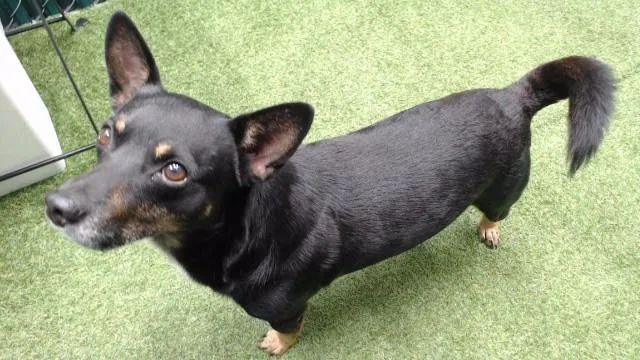 An adult medium-sized male Chihuahua dog named Pancho for adoption in Downey, CA