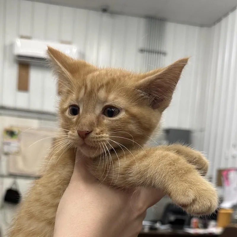 A baby small-sized male Domestic Short Hair cat named Sunscreen for adoption in Corbin, KY