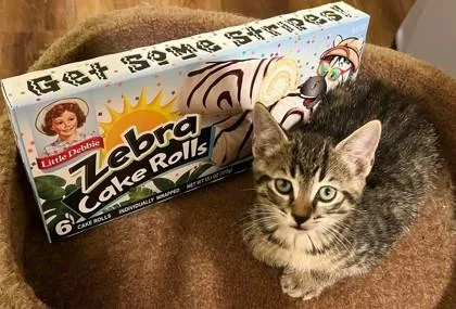 A baby small-sized male Brown / Chocolate Domestic Short Hair cat named Zebra Cakes for adoption in Kansas City, MO