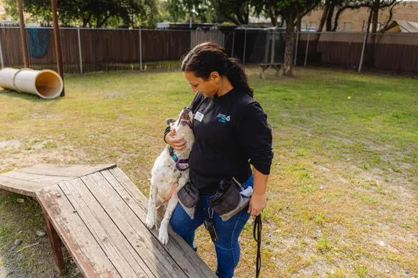 An adult medium-sized female Australian Cattle Dog / Blue Heeler dog named Lika for adoption in Escondido, CA