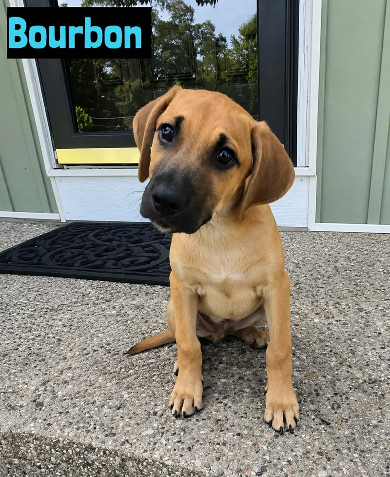 A baby medium-sized male Golden Labrador Retriever dog named Bourbon for adoption in Grand Rapids, MI