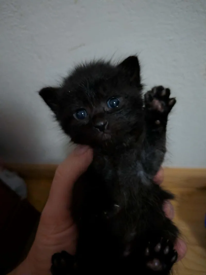 Luna thumbnail 4