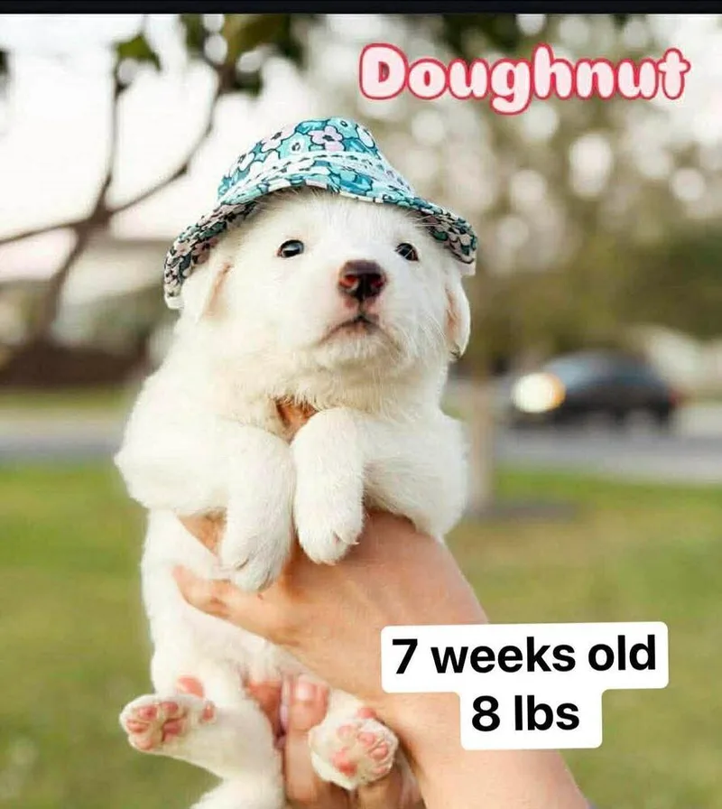 Donut thumbnail 2