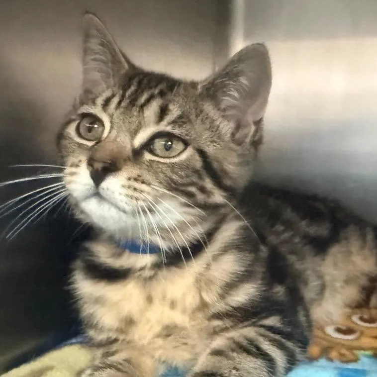 A baby small-sized male Brown / Chocolate Domestic Short Hair cat named Marvin for adoption in Lakeland, FL