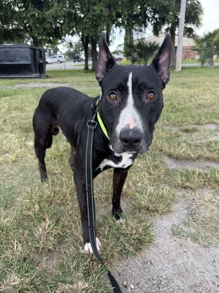 An adult medium-sized male Tricolor (Brown, Black, & White) American Bulldog dog named Bubbie for adoption in Lakeland, FL