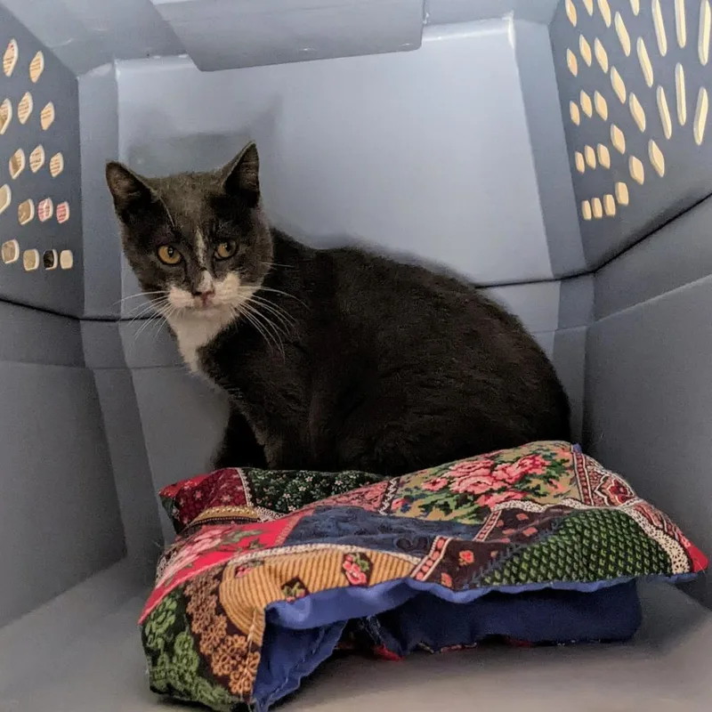 Mozzarella thumbnail 2