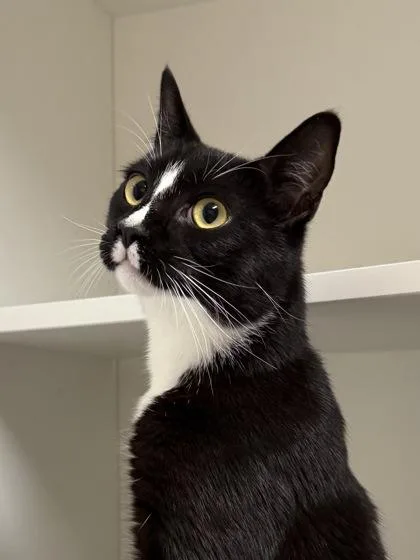 An adult medium-sized male Domestic Short Hair cat named Ori for adoption in West Chester, PA