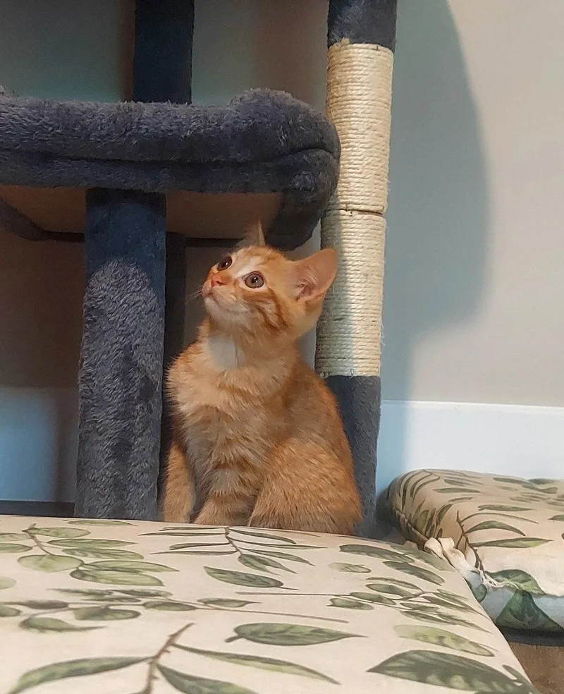 A baby medium-sized female Tabby (Orange / Red) Tabby cat named Somer for adoption in Flint Hill, VA