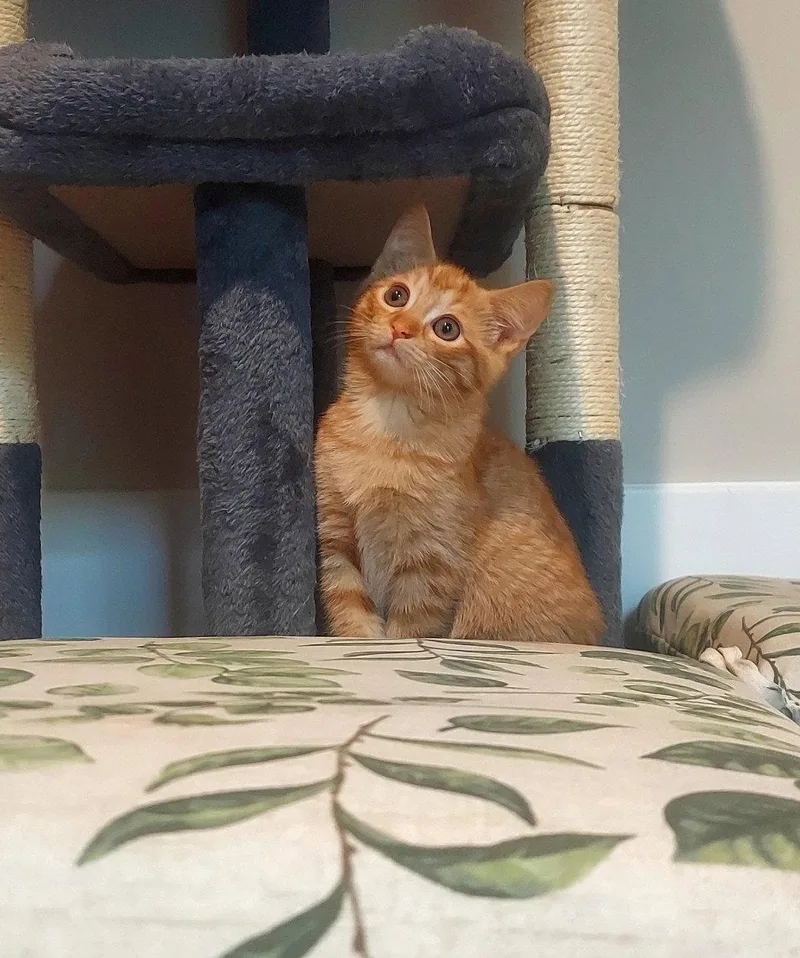 Somer thumbnail 3