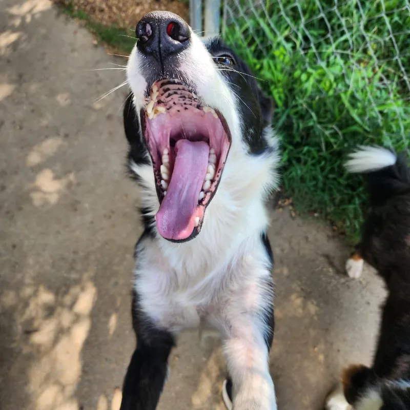 An adult medium-sized male Black Border Collie dog named Evan for adoption in Brownsboro, AL