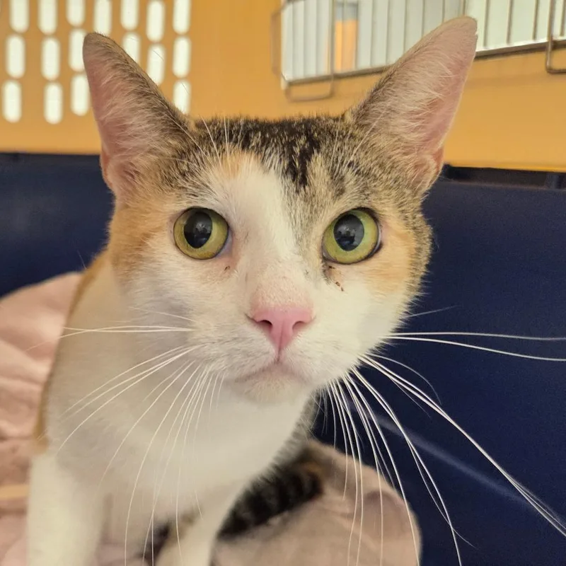 An adult large-sized female Calico Domestic Short Hair cat named Natalie for adoption in Chattanooga, TN