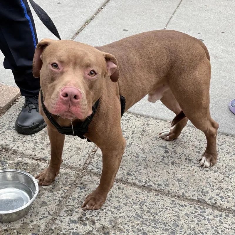 An adult medium-sized male Brown / Chocolate Mixed Breed dog named Bellamy for adoption in Philadelphia, PA