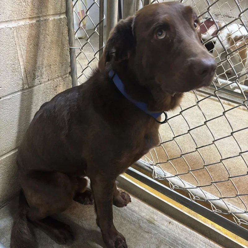 An adult medium-sized male Brown / Chocolate Chocolate Labrador Retriever dog named Rouger for adoption in Falmouth, KY