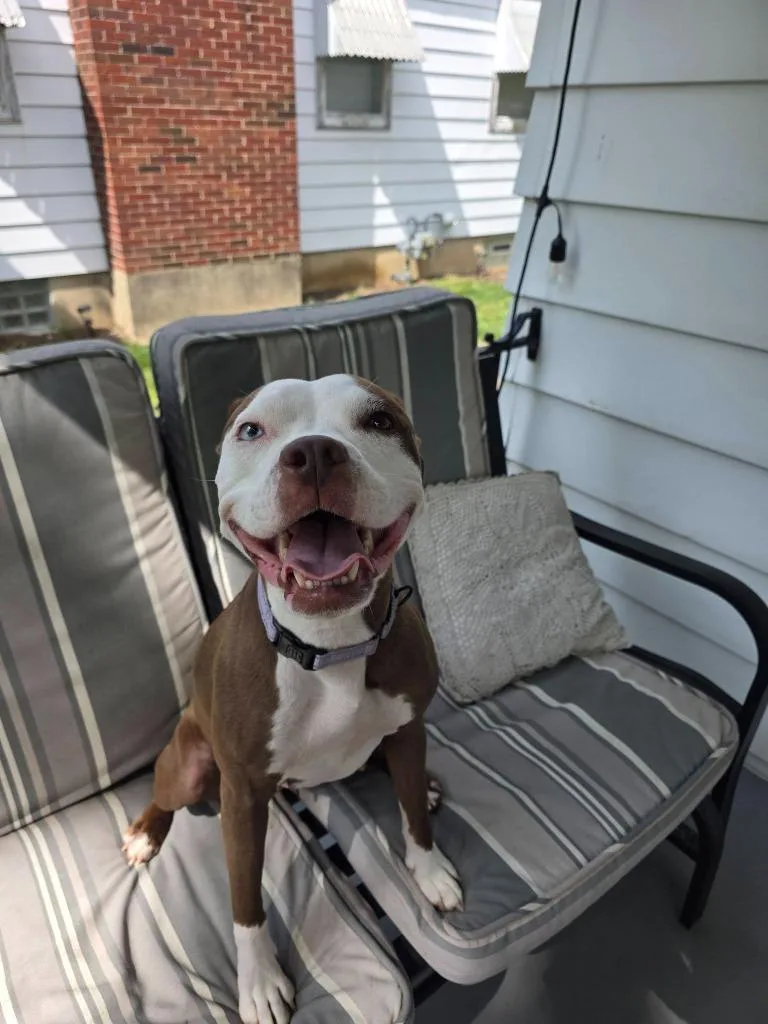 A young medium-sized female Pit Bull Terrier dog named Roxanne for adoption in Kettering, OH