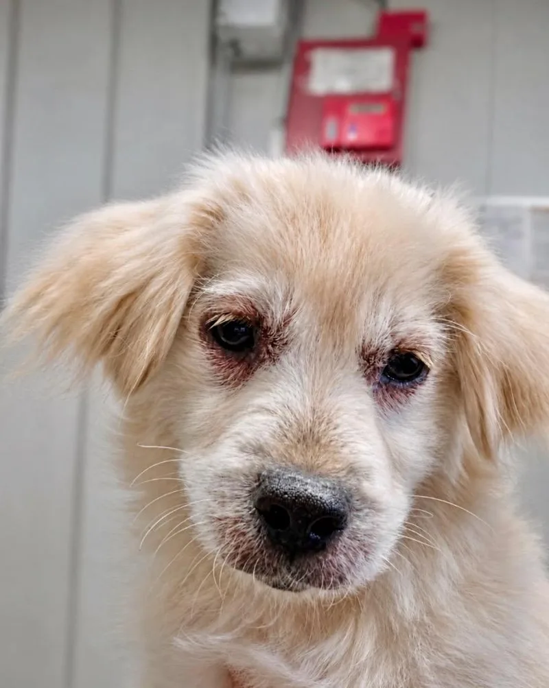 A baby small-sized male Spaniel dog named Buster for adoption in Princeton, MA