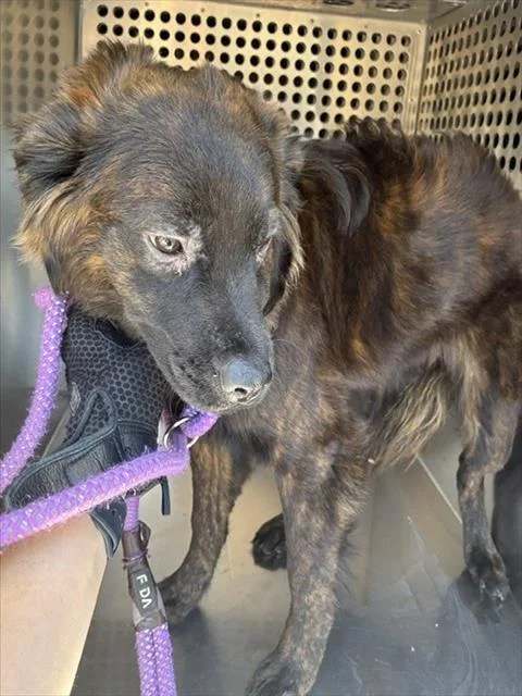 A young large-sized male Dutch Shepherd dog named Bucky for adoption in Phoenix, AZ