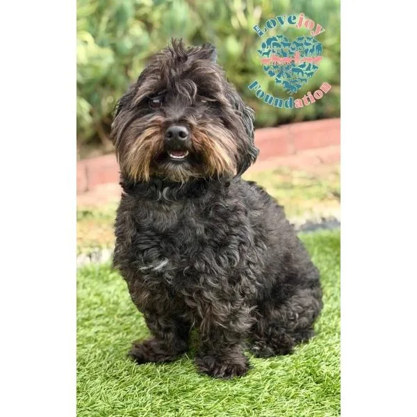 An adult small-sized male Black Maltipoo dog named Porto for adoption in Inglewood, CA