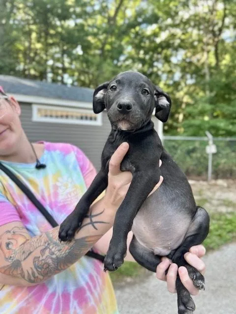 A baby large-sized male Mixed Breed dog named Mantis for adoption in Muskegon, MI