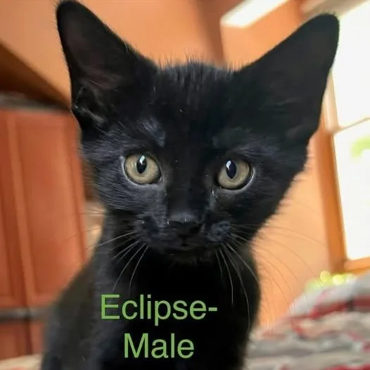 Eclipse