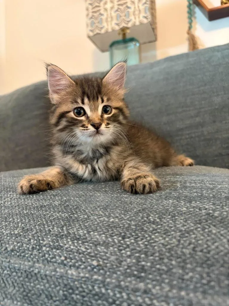 A baby small-sized female Domestic Short Hair cat named Penelope Stardust for adoption in Sebastian, FL