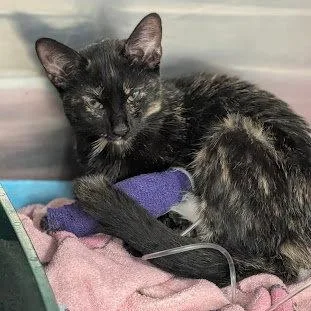 A baby small-sized female Domestic Short Hair cat named Gemma for adoption in Norwood, OH