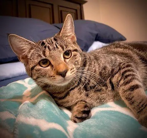 A baby small-sized female Tabby (Brown / Chocolate) Domestic Short Hair cat named Wren for adoption in Raleigh, NC