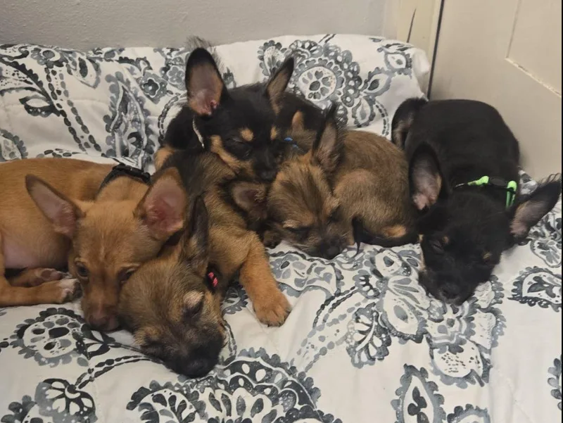 A baby small-sized female Chihuahua dog named Brillit for adoption in Virginia Beach, VA