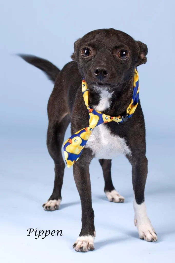 A young small-sized male Chihuahua dog named Pippen for adoption in Gilbert, AZ