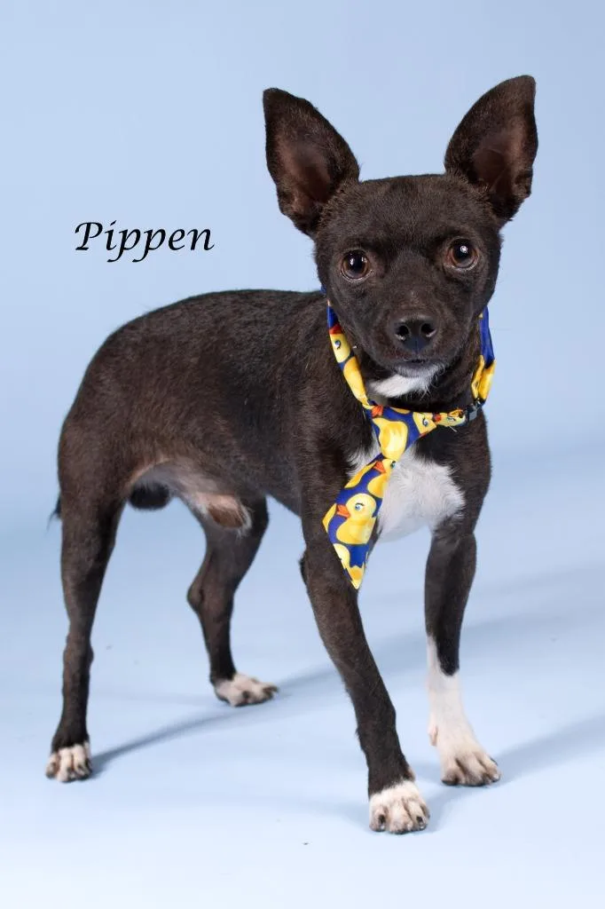 Pippen thumbnail 2