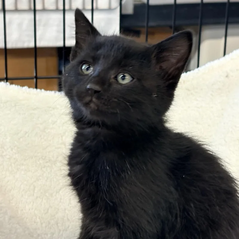 A young medium-sized male Black Domestic Short Hair cat named Colin for adoption in Blackfoot, ID