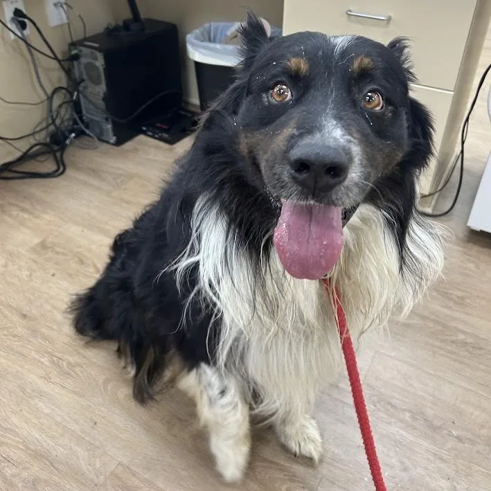 An adult small-sized male Black Australian Shepherd dog named Svasstray for adoption in Lyndhurst, VA