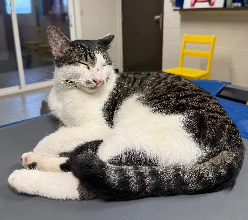 A young large-sized male Domestic Short Hair cat named Patrick for adoption in Yankton, SD